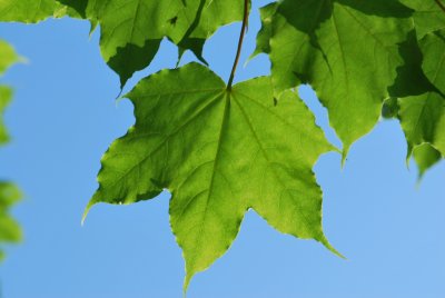 Acer lobelii - javor Lobelův - list (67)